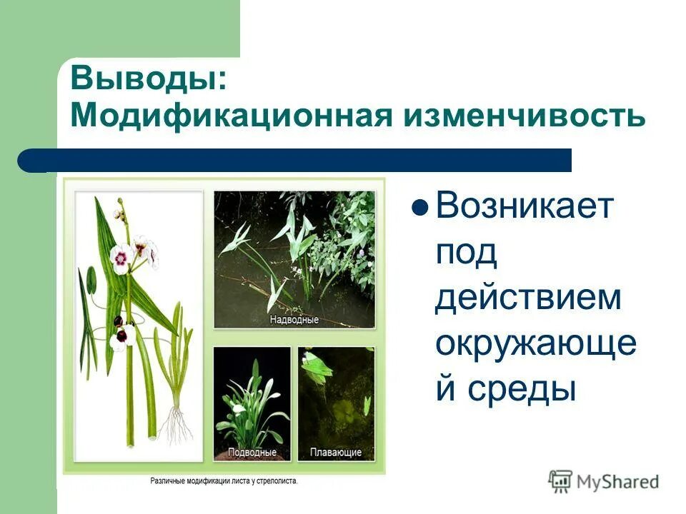 Лабораторная работа модификационная изменчивость 10 класс биология