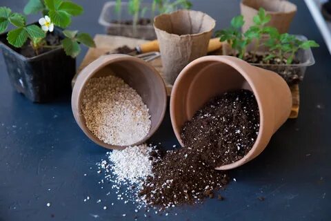 Грунт для рассады цветов