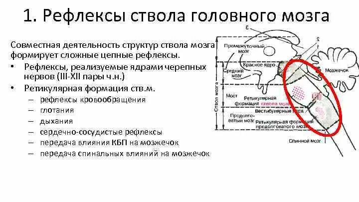 Позные рефлексы ствола мозга таблица. Рефлекторная деятельность ствола мозга. Сложные цепные рефлексы ствола мозга. Двигательные рефлексы ствола мозга. Выполняемые функции ствола головного мозга