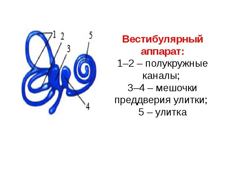 Вестибулярный аппарат образован. Преддверие вестибулярного аппарата это мешочки. Строение улитки и вестибулярного аппарата. Строение вестибулярного аппарата. Строение преддверия вестибулярного аппарата.