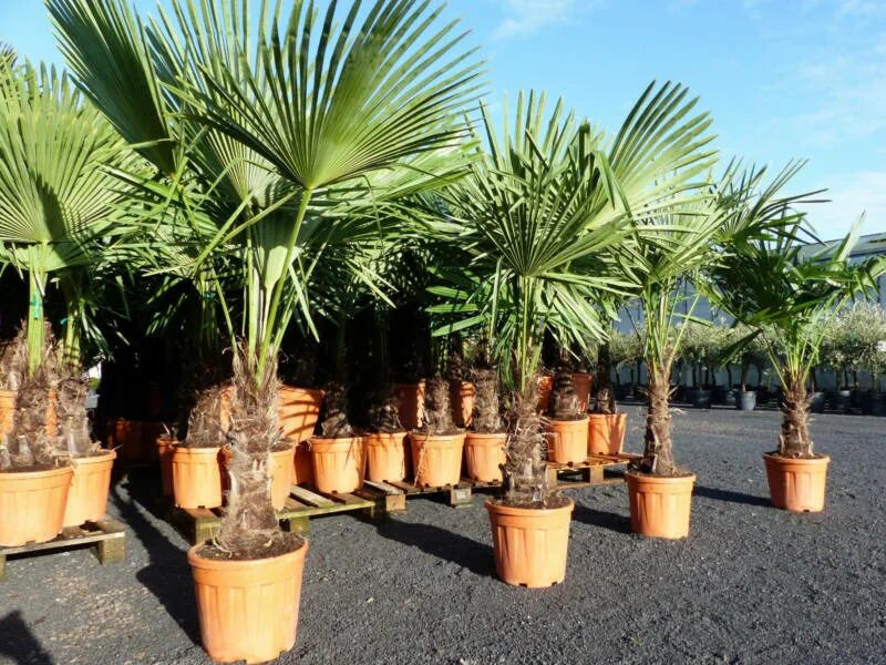 Пальма содержание. Пальма трахикарпус форчуна. пальма трахикарпус (trachycarpus). трахикарпус вагнера. трахикарпус мартиуса.