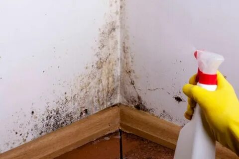 Ways to rid your home of mould Monitor