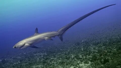 Thresher shark