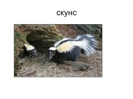 Скунс на каком материке обитает 2