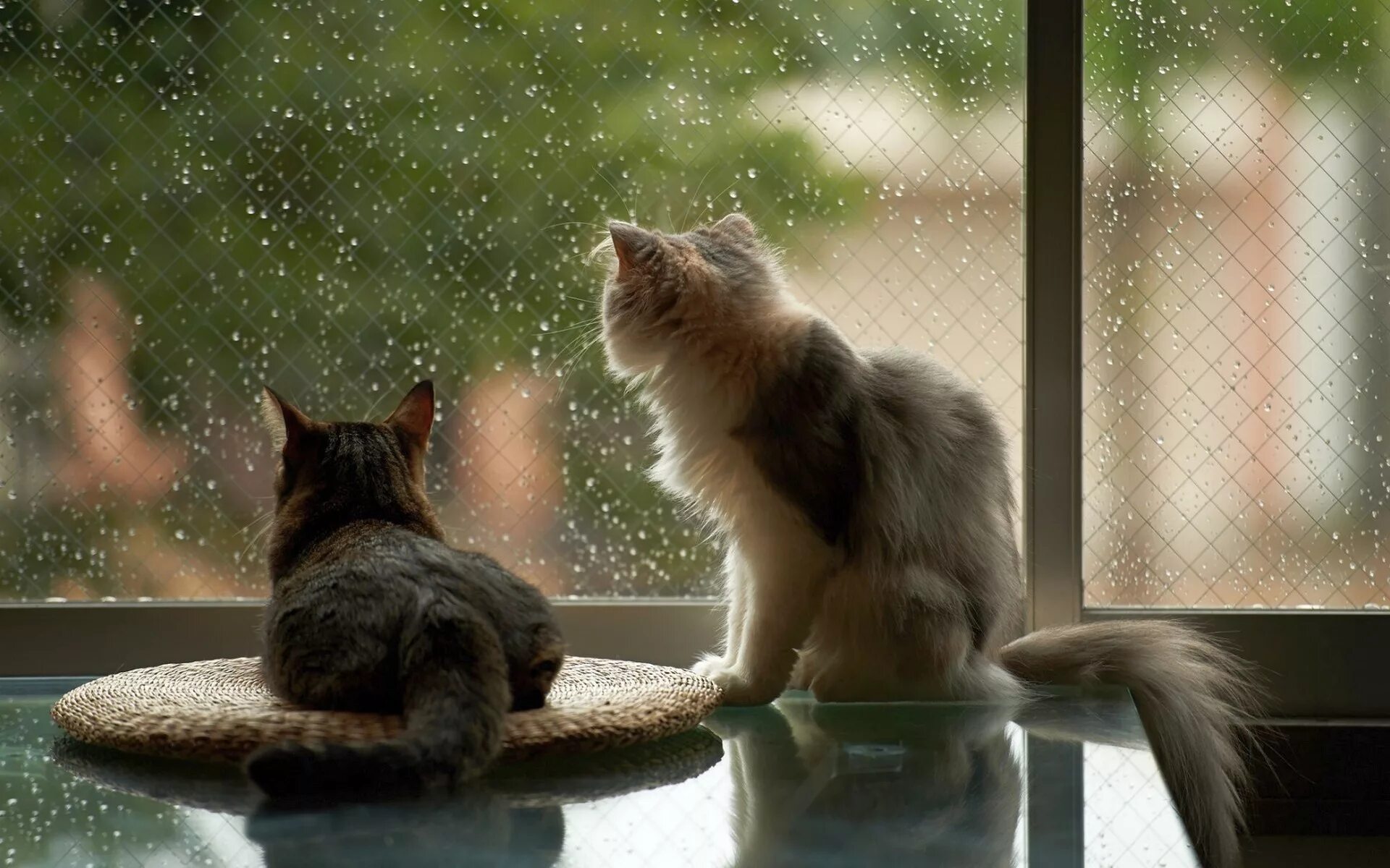 Кот под окном. Дождь в окне. Кот на окне. Дождь за окном. Кот и дождь.