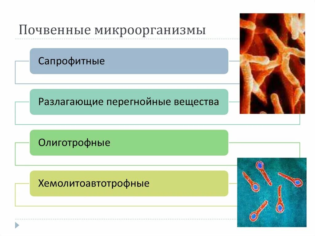 Значение почвенных бактерий. Микрофлора почвы бактерии. Почвенные бактерии гниения. Микроорганизмы в почве. Почвенная микробиология.