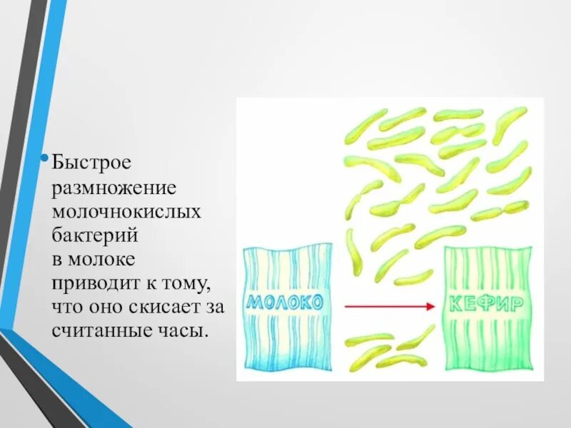 Размножение бактерий в молоке. Размножение молочнокислых бактерий. молочнокислые бактерии среда обитания. среда обитания молочных бактерий. молочнокислые бактерии в молоке.