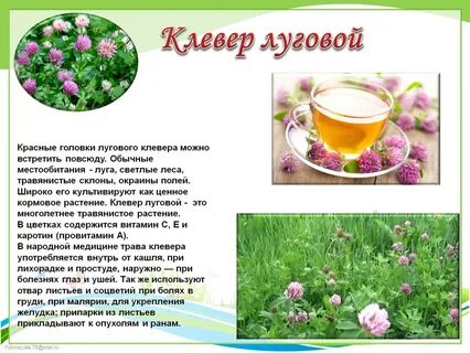 Лекарственные растения можно