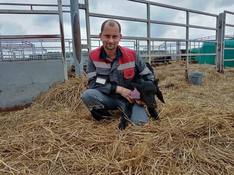 Оператор животноводческих комплексов. Механизация и автоматизация в сельском хозяйстве. Мордовский бекон ковылкино. Оператор свиноводческих комплексов и механизированных ферм. Оператор животновод.