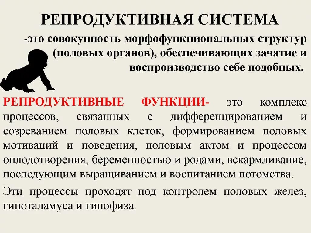 Что составляет основу репродуктивной системы. Репродуктивная система. Редукретивная система. Функции репродуктивной системы. Репродуктивная функция человека.