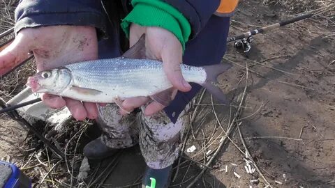 Ловля рыбца весной
