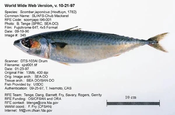 Mackerel перевод. King mackerel перевод. mackerel fish перевод.