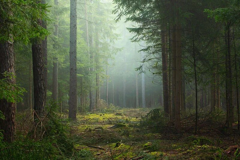Густой НЕПРОХОДИМЫЙ лес апокалипсис. Картина лес в тумане для ВК. Aesthetic environment. Лес который со всех сторон
