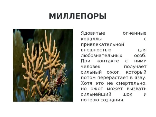 Морские растения список. Ядовитые кораллы. Морские ядовитые растения. Доклад про Морское растение. Ложные Огненные кораллы Millepora.