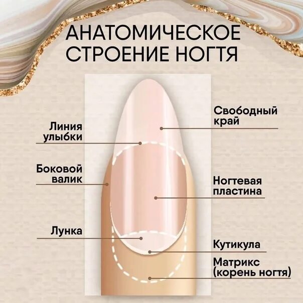 Онихобласты. Строение ногтевой пластины слои. Строение ногтя. Анатомическое строение ногтя. Ногти строение ногтей.