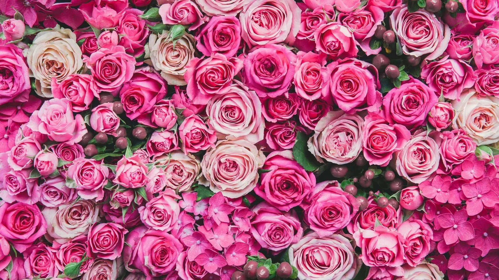 Фон розочки. Цветочный фон. Розы фон. Розовые цветы. Розовые розы.