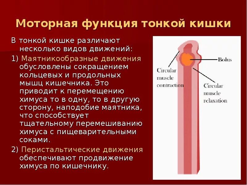 Какова функция тонкого кишечника. Моторная деятельность тонкой кишки. Функции тонкого кишечника. Секреторная функция тонкого кишечника. Моторная функция тонкой кишки.