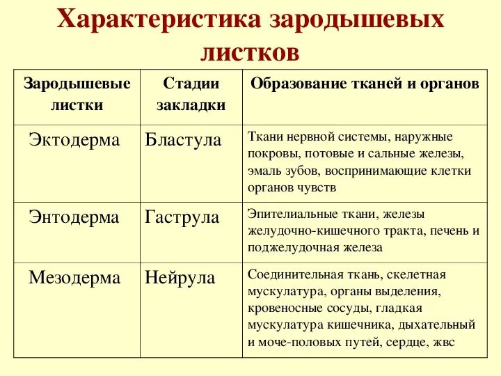 Какой зародышевый листок формируется на стадии. Зародышевый листок и органы таблица. Какие системы образуются из зародышевых листков. Таблица зародышевые листки органы и ткани. Развитие органов из зародышевых листков таблица.