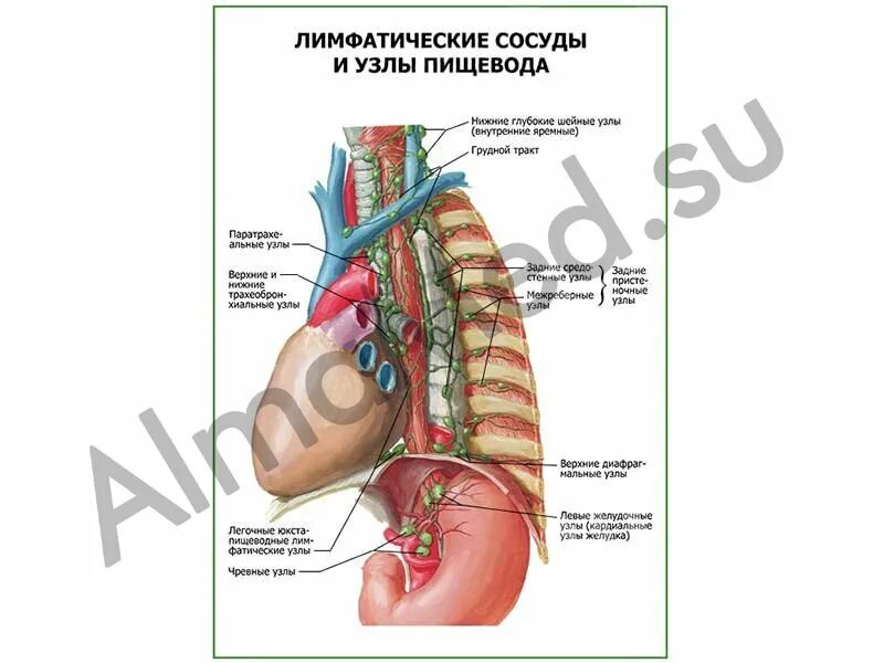 Сосуды пищевода