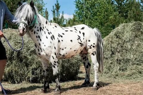 Horse sale
