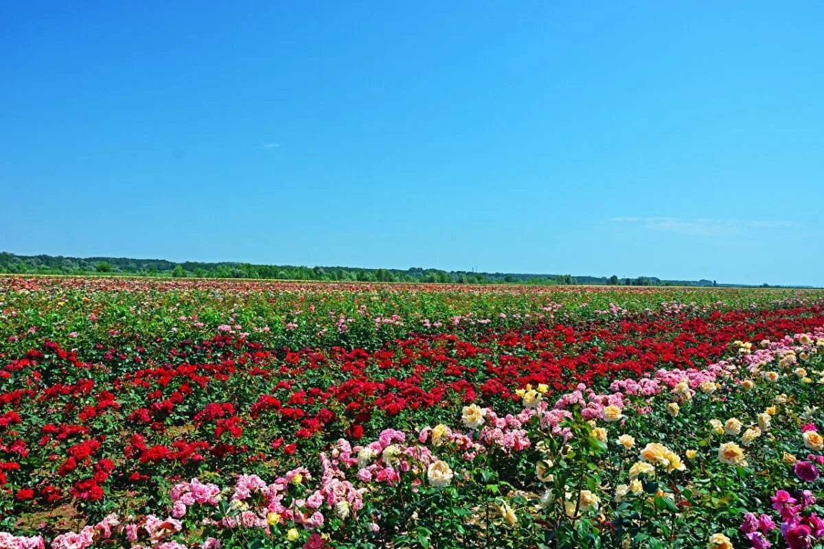 Розовое поле в крыму. Плантации кустовой розы Голландия. Плантации роз в Голландии. Империал плантация роз.