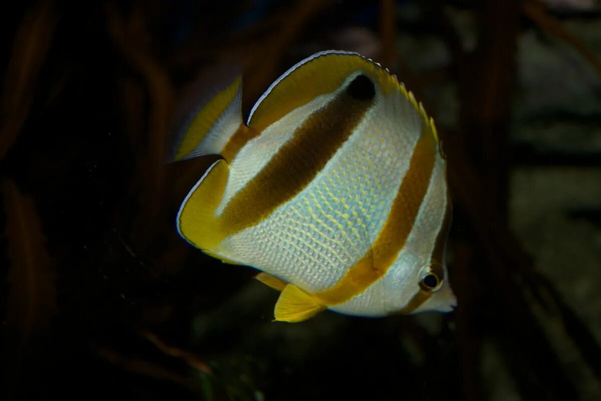 Рыба бабочка геншин. Chaetodon decussatus. Рыба бабочка черноплавничная. Chaetodon Plebeius. Chaetodon trifascialis.