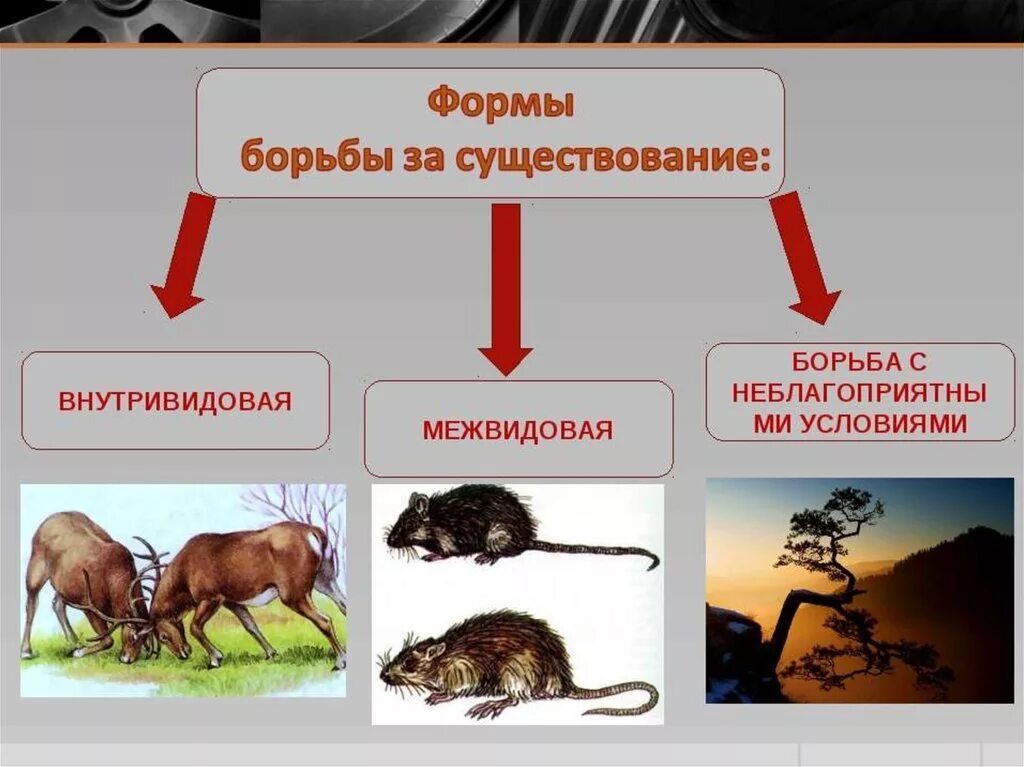 Формы борьбы за существование и естественный отбор. Внутривидовая форма борьбы за существование. Борьба за существование и естественный отбор 9 класс биология. Выбери три верных характеристики борьбы за существование