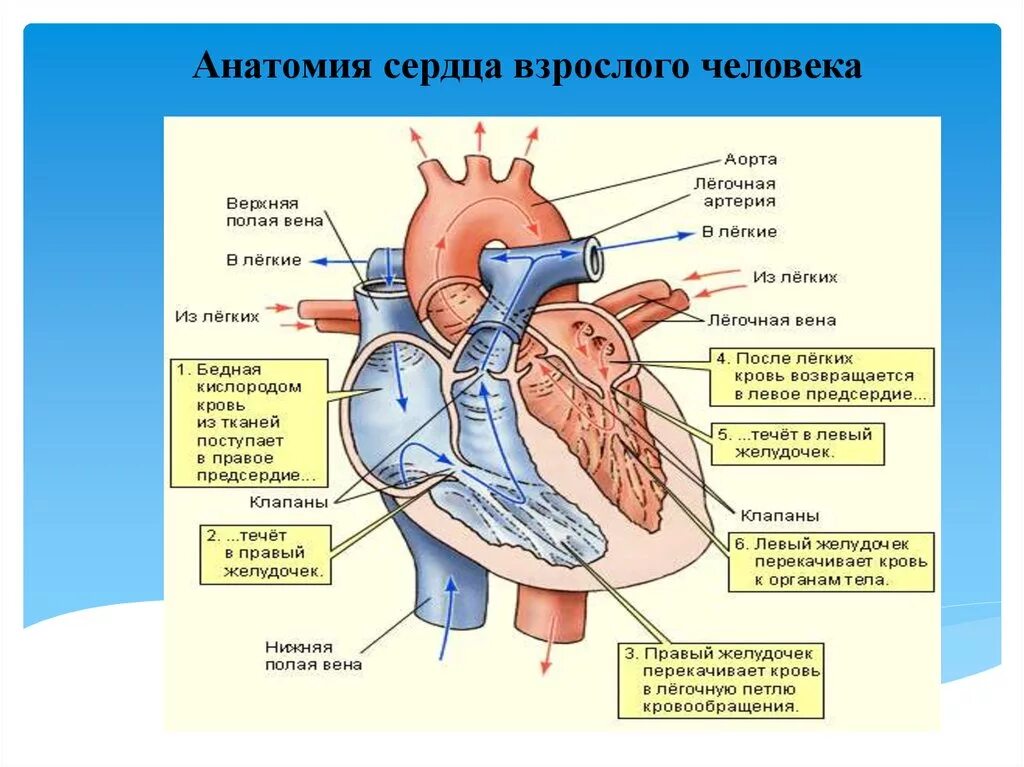 Нижняя полая Вена сердца. Строение сосудов сердца человека схема. Строение сердца кровоток. Строение сердца клапаны сердца круги кровообращения. Заканчивается в правом предсердии