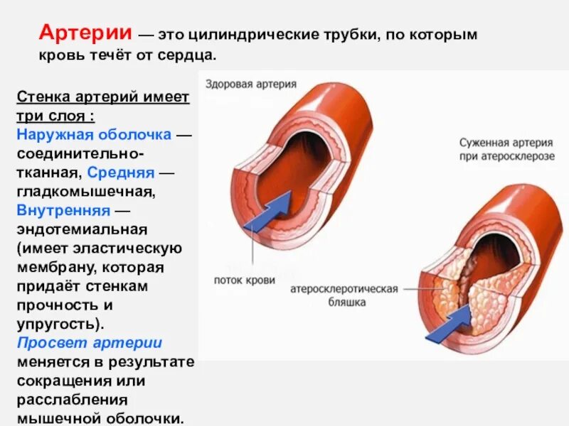 Сколько течет кровь. Сколько слоев имеет стенка артерий?. Три оболочки артерии. Слои артериального сосуда. Особенности строения оболочек артерий.