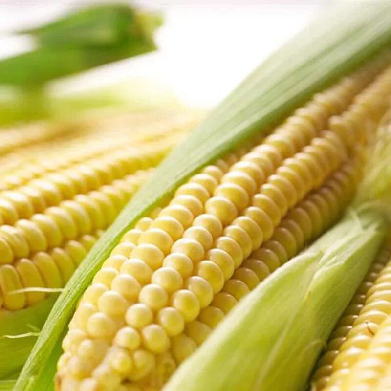 Happy corn логотип. Holy corn попкорн. Соцветие кукурузы. Кукуруза фото. Corn chips 1951.