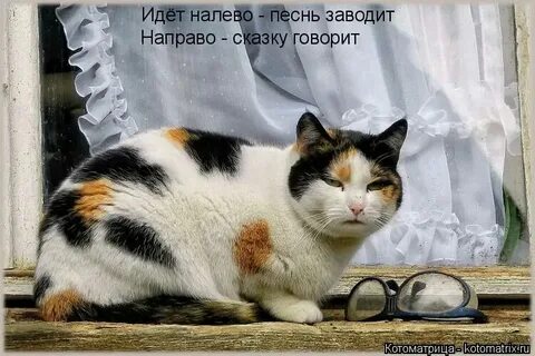 Песня не ходи налево