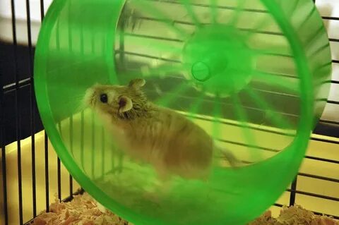 Hamster hexa