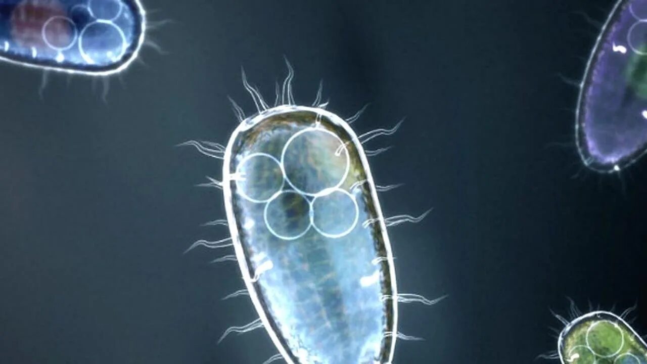 Примитивные одноклеточные организмы. Одноклеточные многоклеточные и колониальные. Бактерии одноклеточные организмы. Одноклеточные микроскопические организмы.