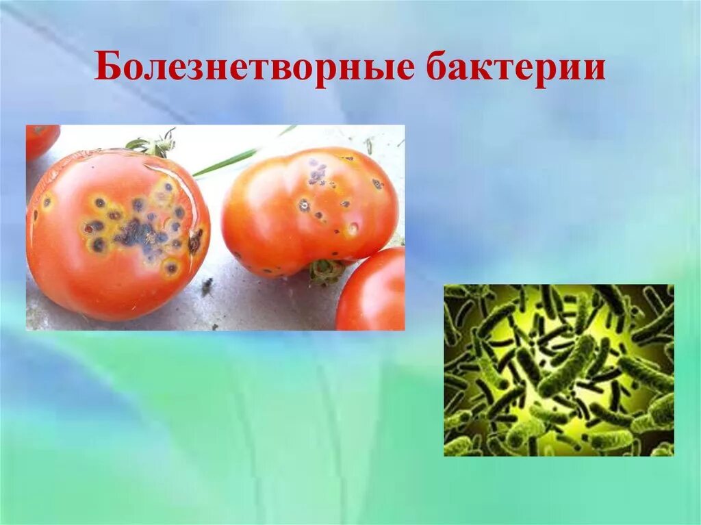 бактерии пища. микроорганизмы в пищевых продуктах фото. красивые бактерии. безопасность пищевых продуктов. бактерия salmonella.
