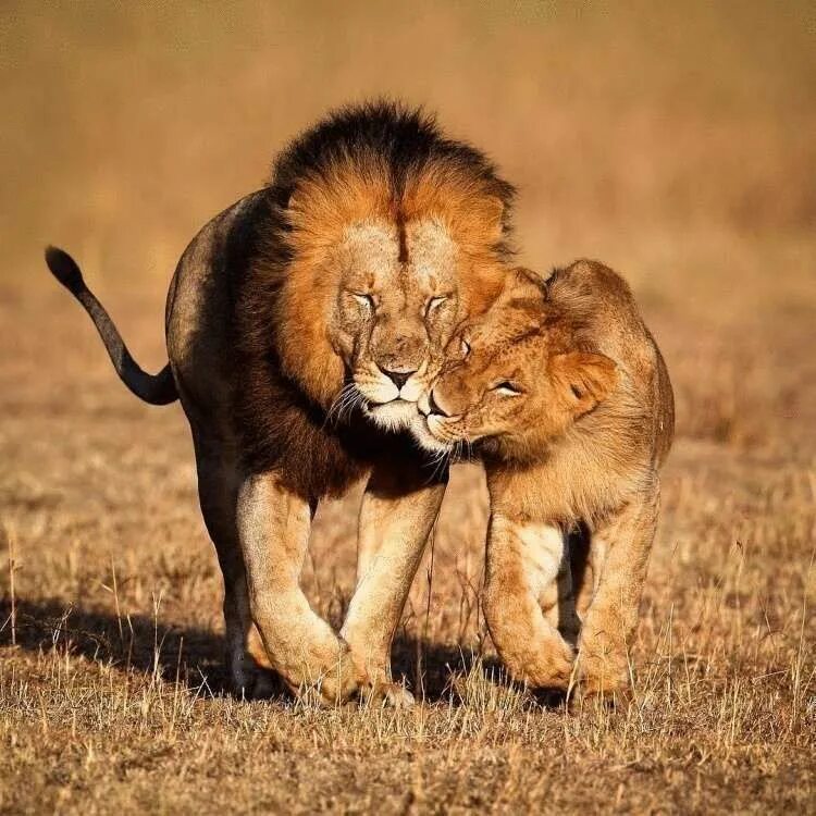 Лев и львица. Львиный Прайд. Лев и львица любовь. Пара животных.