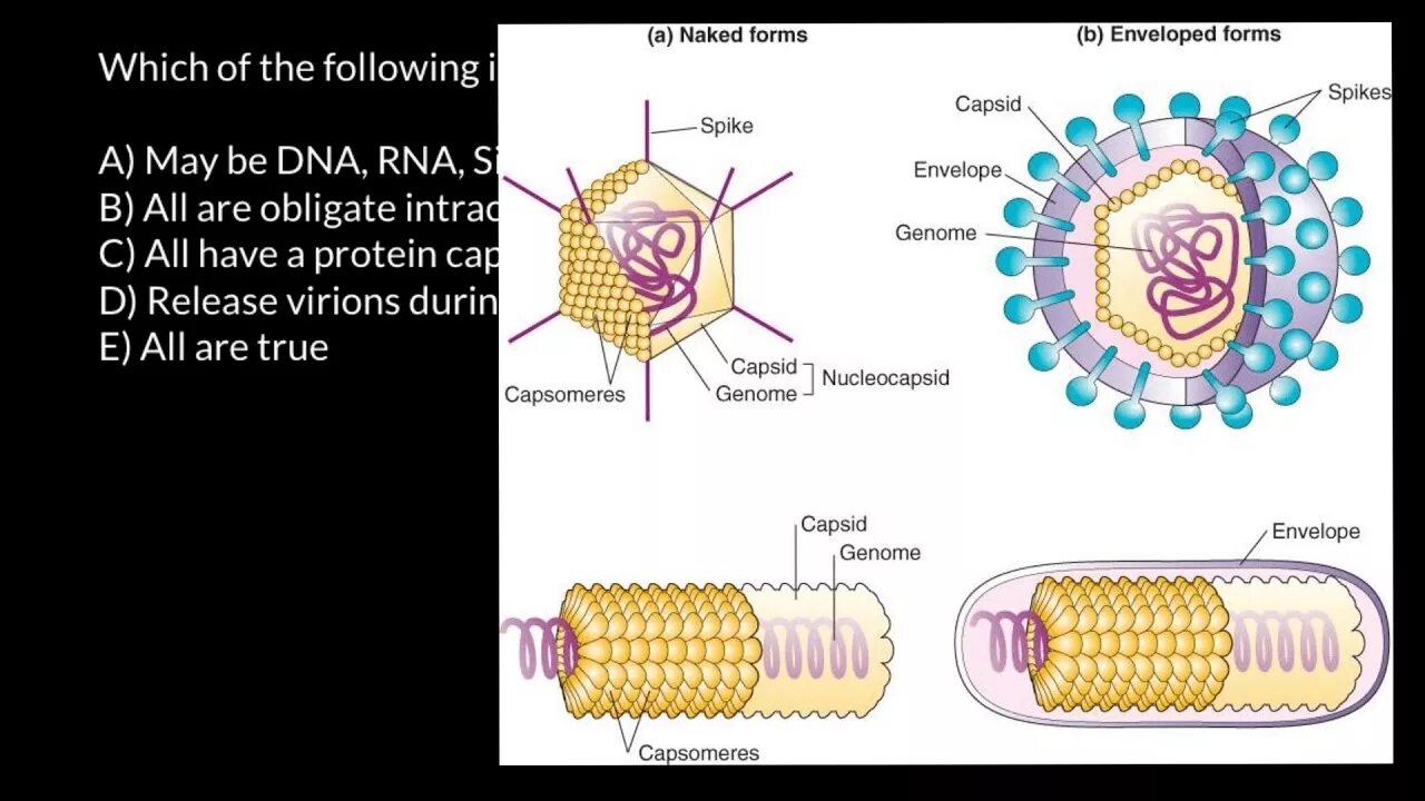 Вирион. Вирион вирус вироид. Hepatitis e virus structure. Virus vs virus