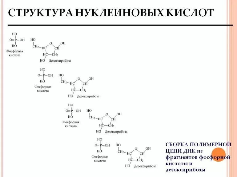 Первичная структура нуклеиновых кислот формула. Структура нуклеиновых кислот формула. Строение нуклеиновых кислот формула. Нуклеиновые кислоты биохимия формулы.