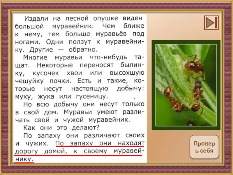 Работа с текстом 3 класс вариант 24. Реферат про муравья 2 класс. Н.Юрцевич муравей. Основная мысль текста текст муравьи. На Лесной опушке жила маленькая мышка Чернушка текст.