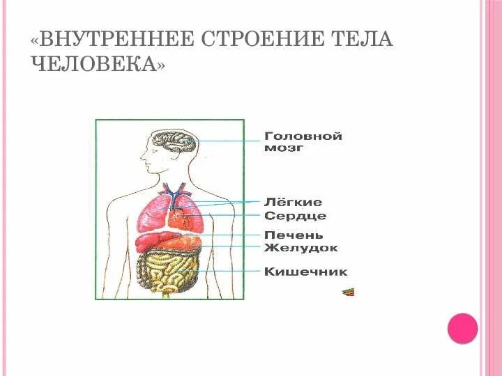 Организм человека. Строение человека. Внутреннее строение человека. Модель строения человека. Строение человека модель 2 класс