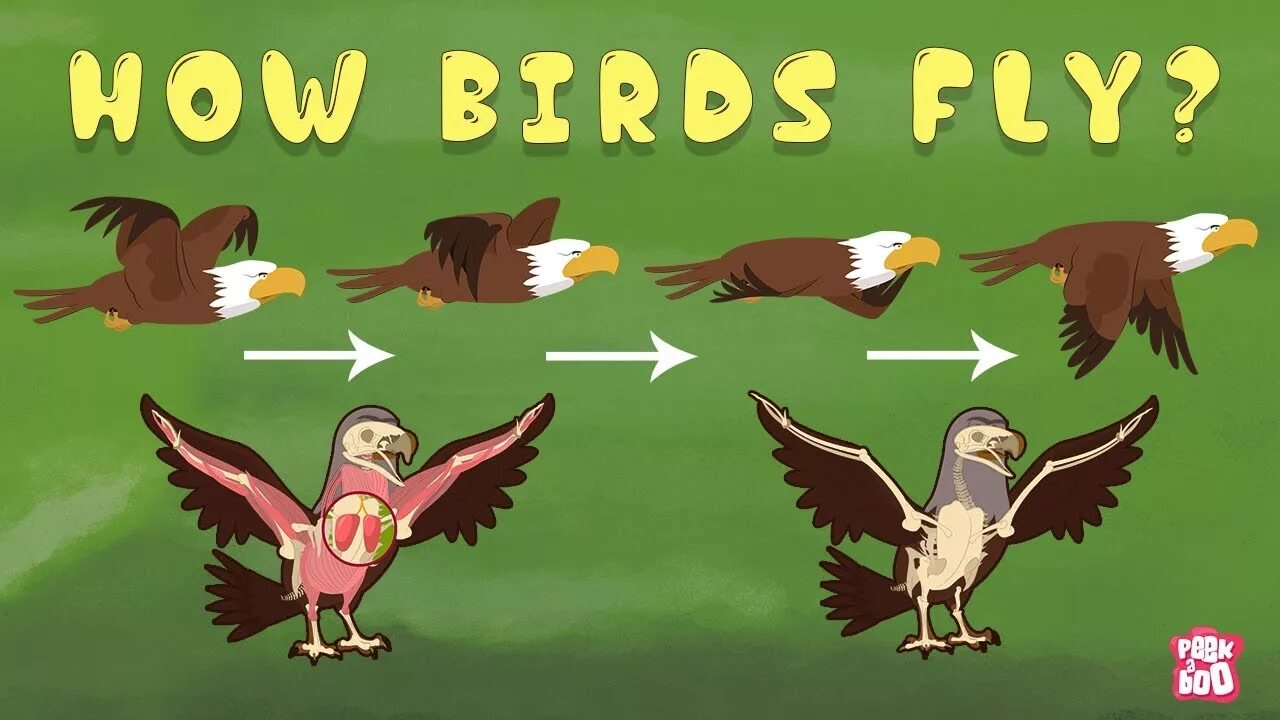 Шоу птиц английское. How Birds Fly. Fly Bird for Kids.