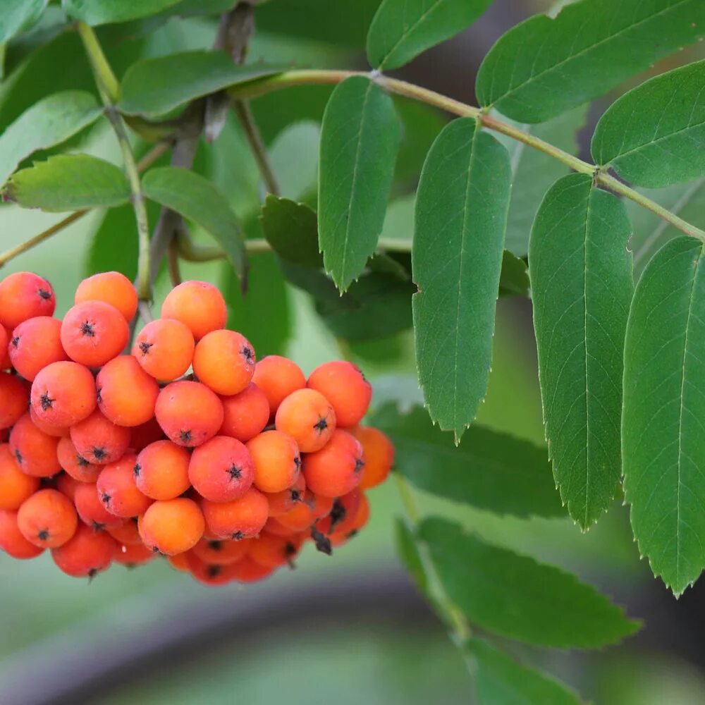 Рябина Вефед. Рябина сорт Вефед. Рябина обыкновенная Sorbus aucuparia. Рябина айастанская. Ярко красная рябина