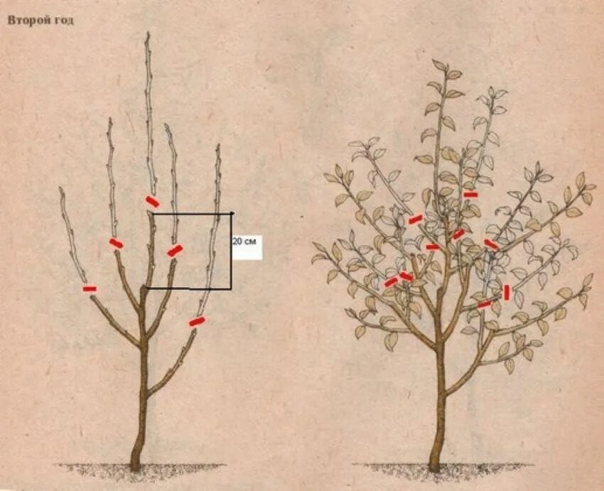 Двухлетние яблони. Схема обрезки карликовой яблони весной. Формировка саженца яблони. Обрезка саженцев яблони весной. Схема обрезки саженцев яблони.