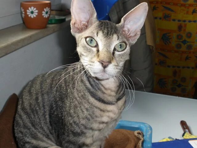 сфинкс смешанный. метис сфинкса. сфинкс скрещенный с персидской. метис сфинкса и британца. сфинкс смешанный.