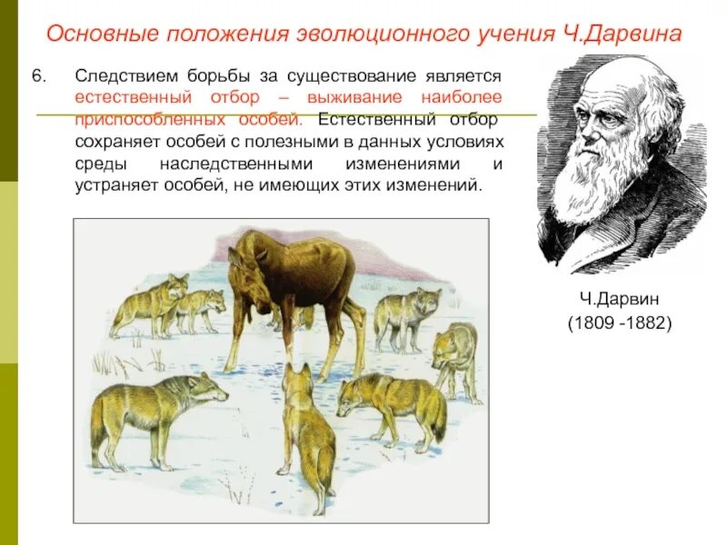 Ч Дарвин естественный отбор. Теория Дарвина . Естественный отбор 9..