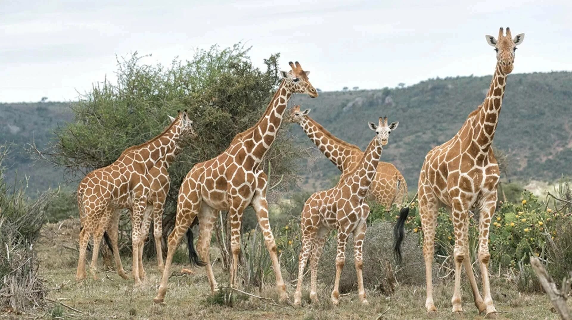 Жираф среда обитания. Нубийский Жираф. Масайский Жираф. Отряд парнокопытные Жираф. Кордофанский Жираф.