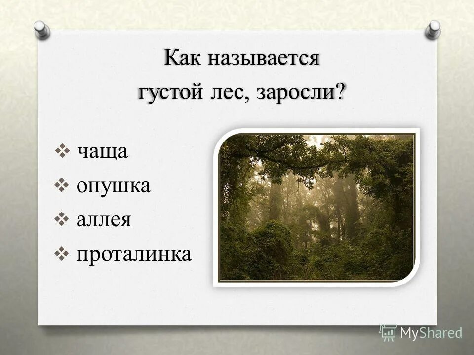 Как называется слово лес. Хвойные лиственные и смешанные леса. Проект на тему леса. Природное сообществ сообщество лес. Презентация на тему лес.