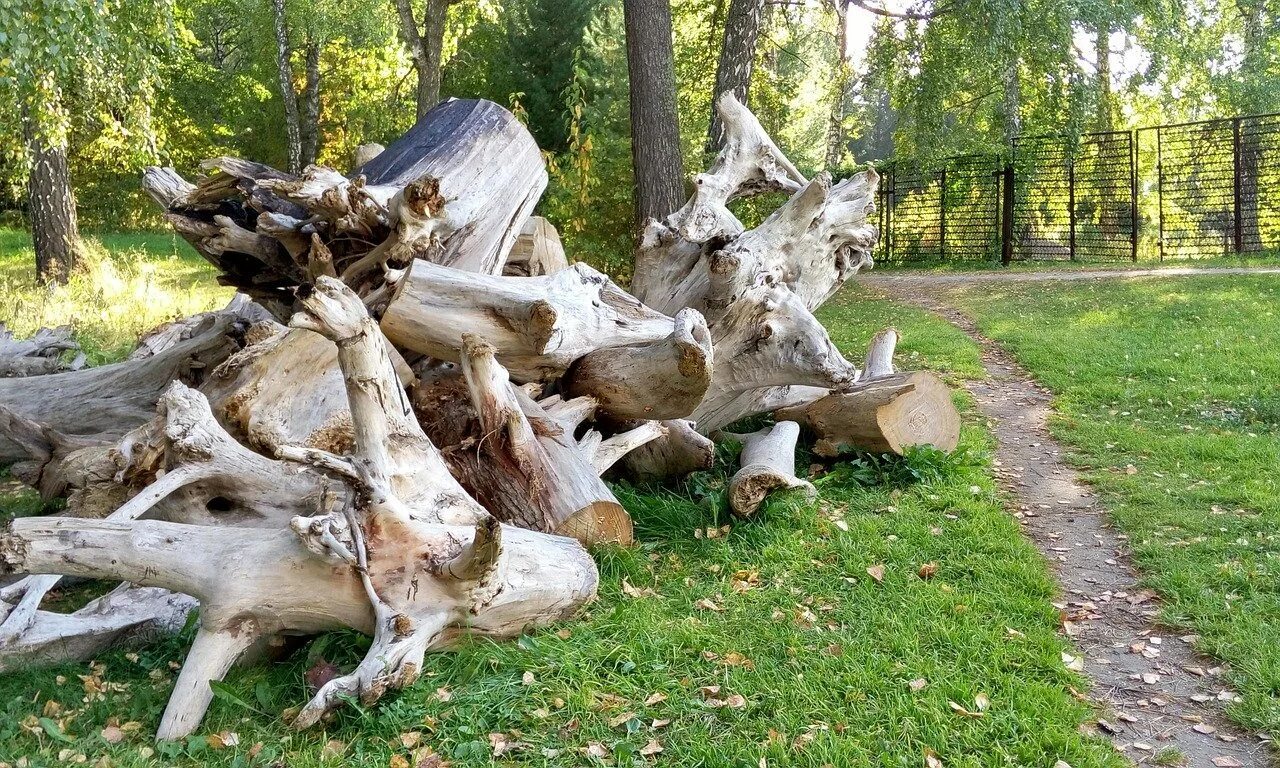 Рутарий туя. Рутарий с пнями. Коряги в ландшафтном дизайне. Коряга в ландшафте.