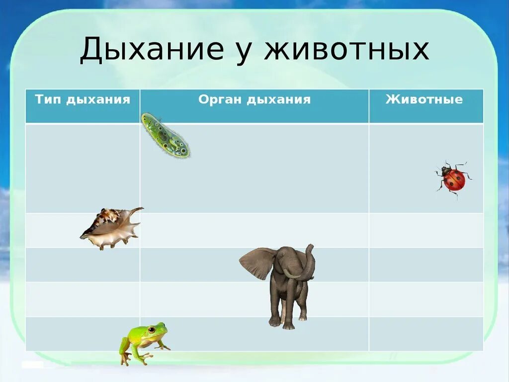 Особенности дыхания зверей. Дыхание животных. Виды дыхания у животных. Животные Тип дыхания. Дыхание животных биология.