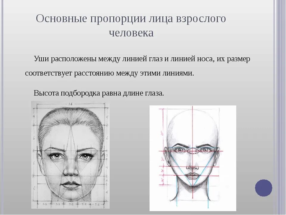 Строю какое лицо. Пропорции лица человека схема. Схема пропорций головы человека. Пропорции лица человека рисунок. Пропорции лица по глазам.