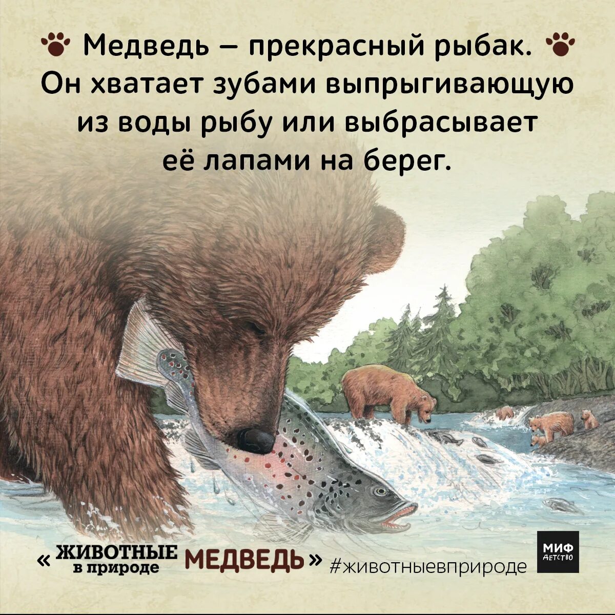 Интересное о бурых медведях. Образ жизни бурого медведя. Роль медведя в природе. Значение белого медведя в природе. Роль медвежьих в жизни человека.